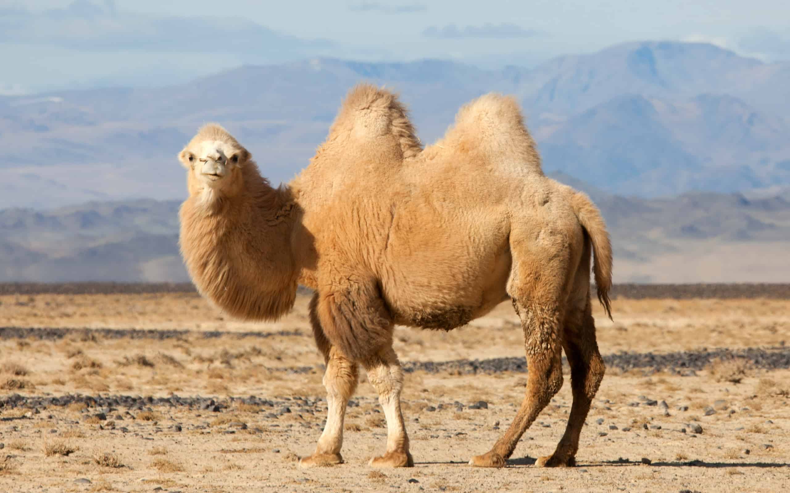 Camel.jpg